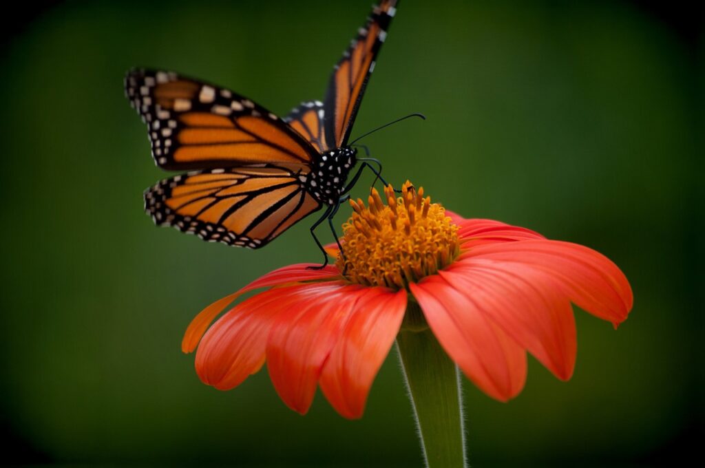 butterfly, pollination, flower-4112665.jpg