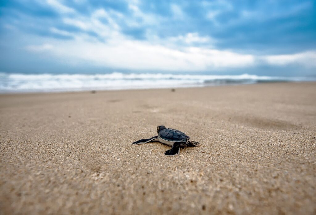 turtle, baby turtle, beach-2201433.jpg