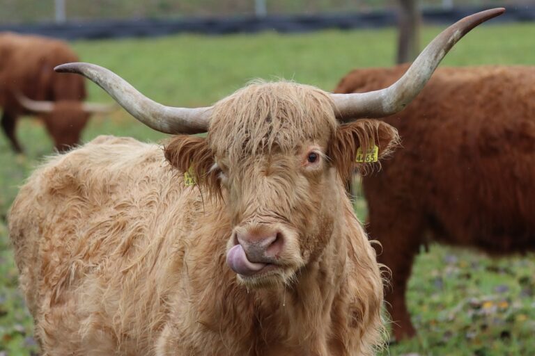 cow, horns, tongue-5708681.jpg