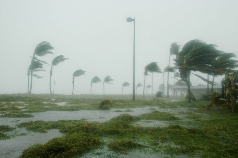 key west, nature, florida-86025.jpg