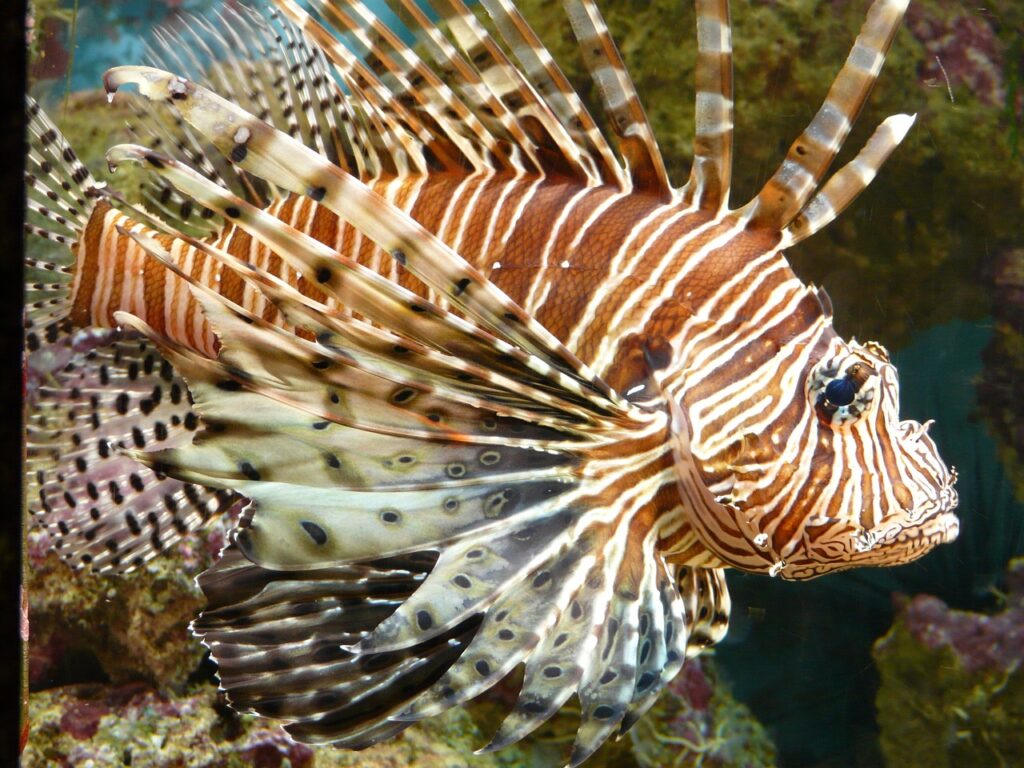 lionfish, fish, pacific lionfish-53988.jpg