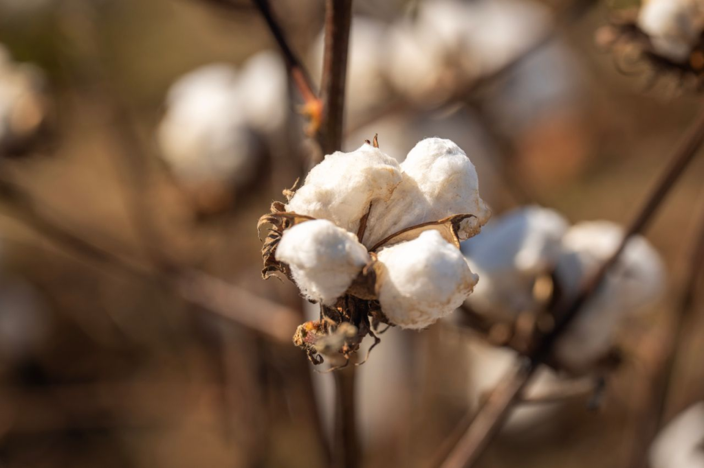Detailed image of a cotton boll with sunlight highlighting its texture in a field.