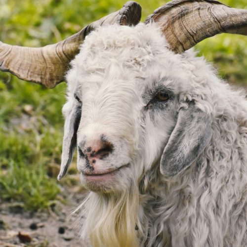 Close-up of a cashmere goat with impressive horns and curly white wool.
